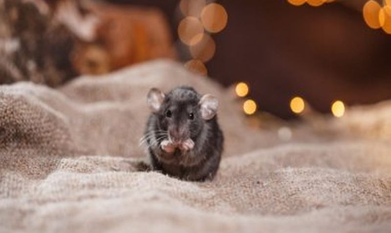 Mastering Pest Control for Rats: Expert Tips
